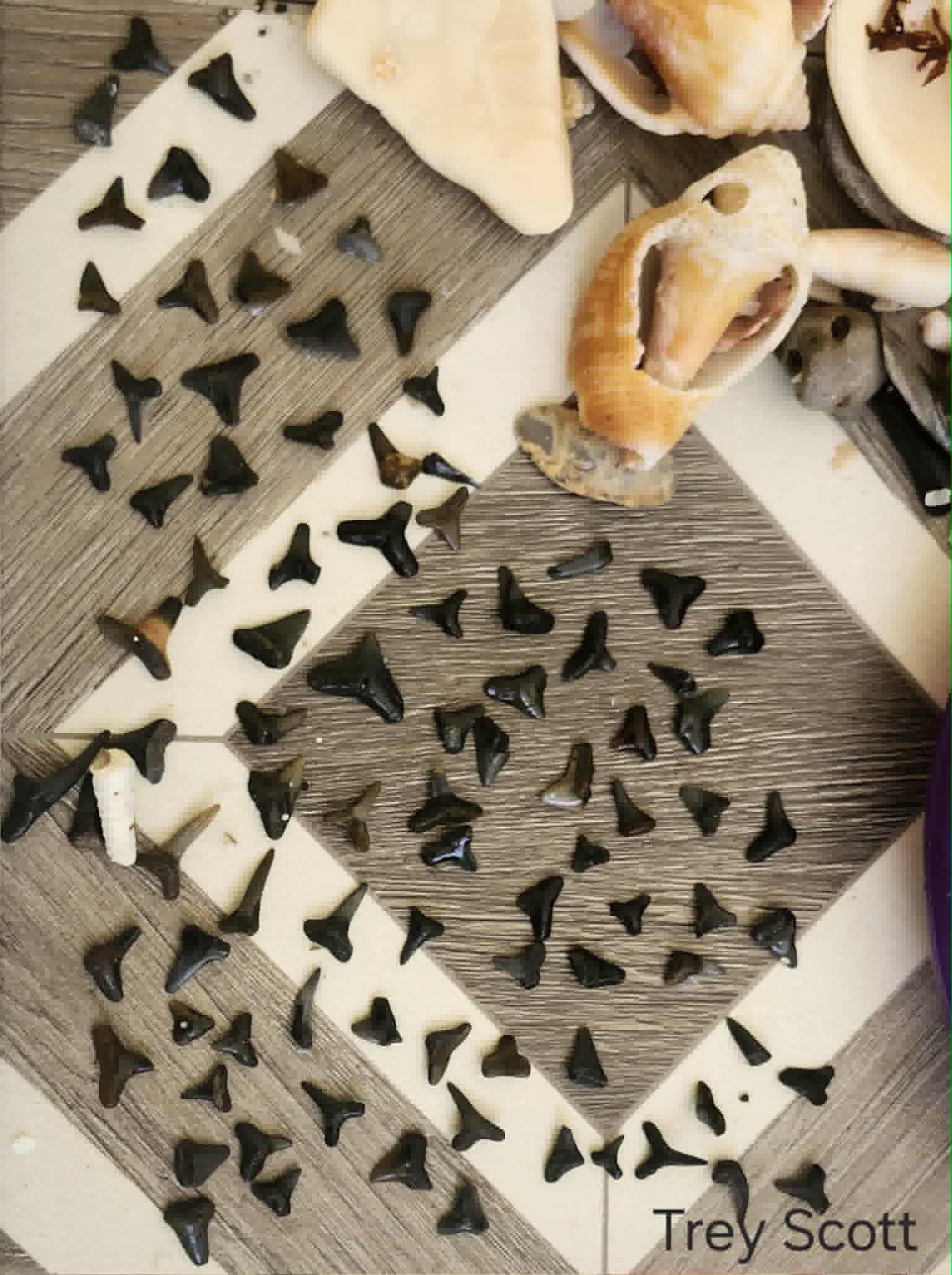 Shark Tooth Hunting